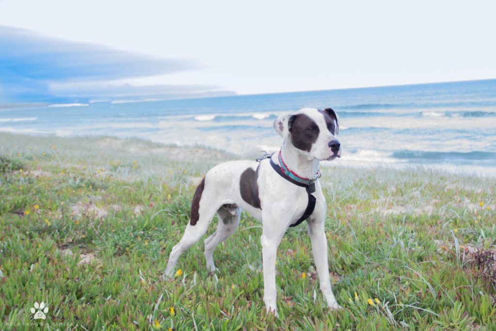 Home Hunter Animal Rescue