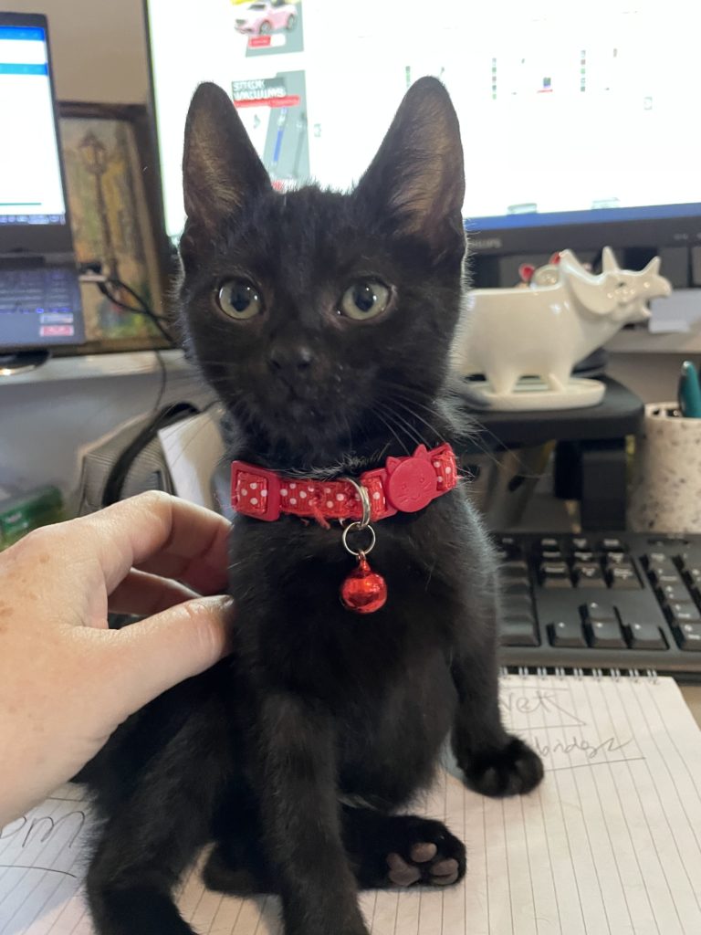 black kitten with red collar sitting down and being petted