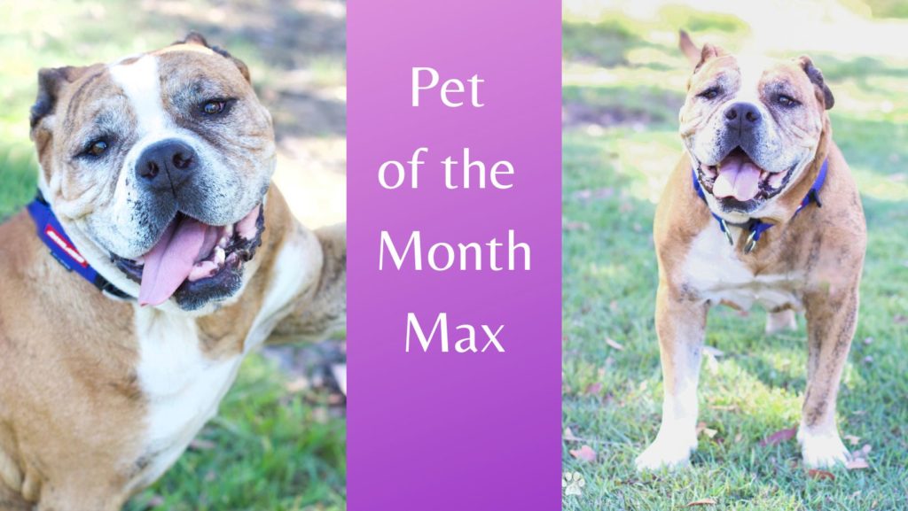 Home Hunter Animal Rescue